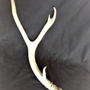 Antique Deer Antler